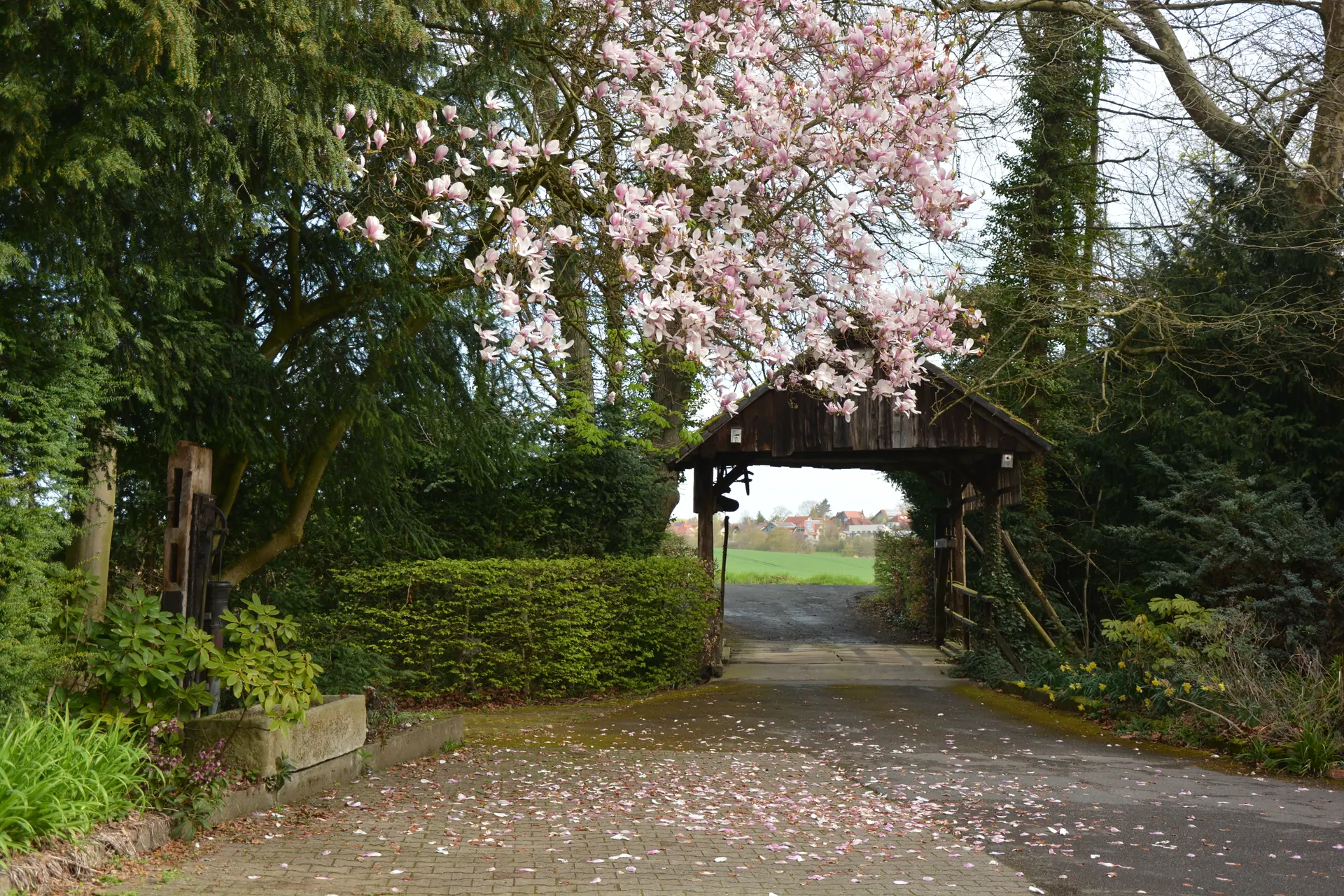 Überdachte Holzbrücke an der Einfahrt zur Mühle unter blühender Magnolie