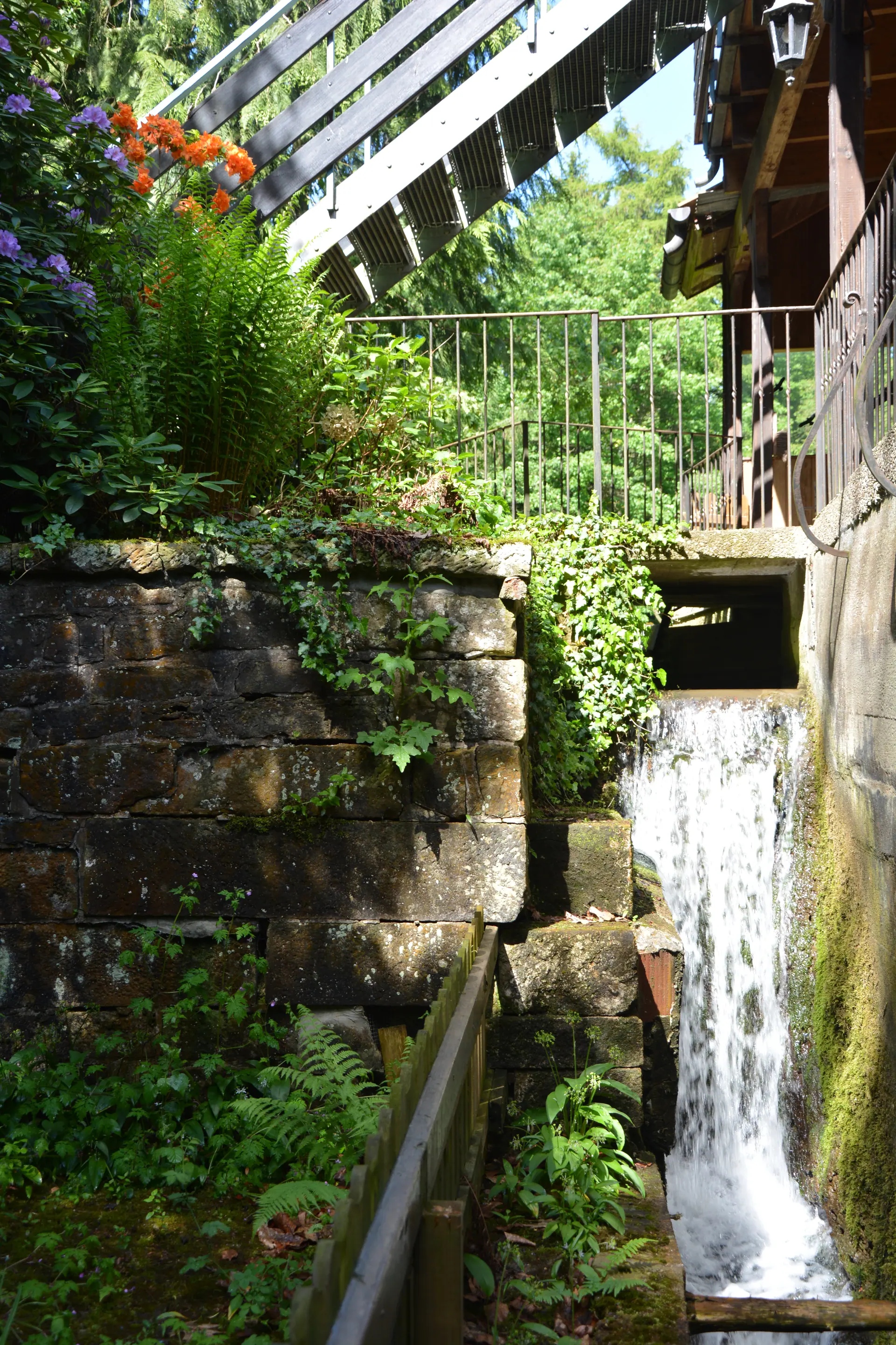 Wasserfall am Wehr der Riesenmühle zwischen Farnen und Rhododendron